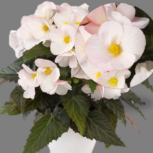 Begonia elatior 'Florencio White' - Roosbegoonia 'Florencio White'